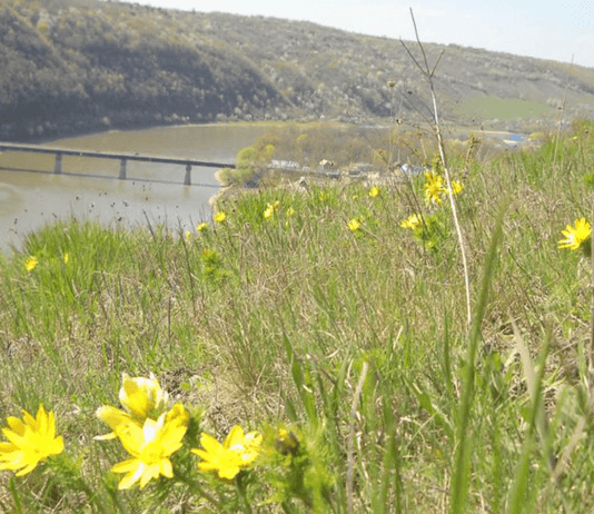 Какое редкое растение в Тернопольской области удалось обнаружить известному ученому прошлого века?