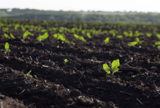 Какие почвы охватывают Тернопольскую область?