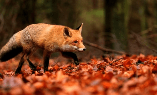 Флора и фауна Тернопольского края