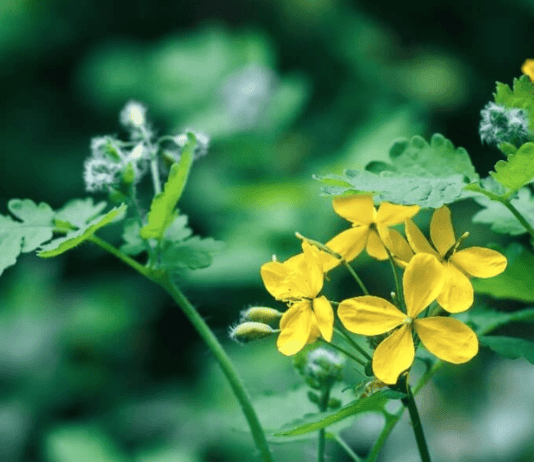 Ядовитые растения, распространенные в Тернопольской области