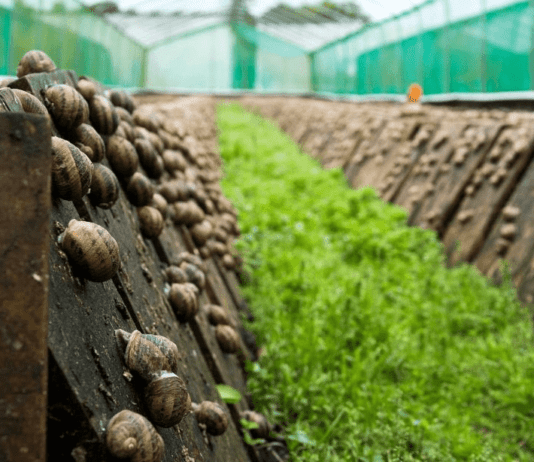 Улиточные фермы в Тернопольской области: успешный агробизнес или наоборот?