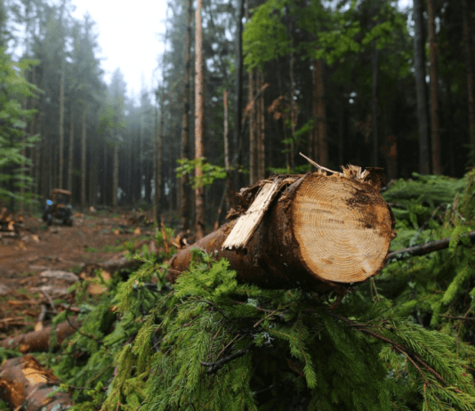 Лесное хозяйство Тернопольской области: богатство и проблемы его использования