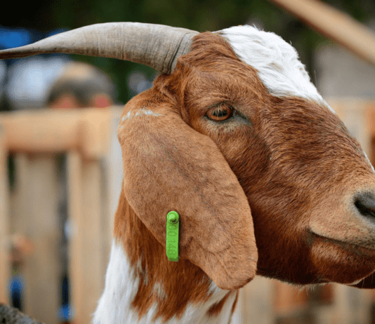 Зеленый туризм и экоферма «Веселые козлята»