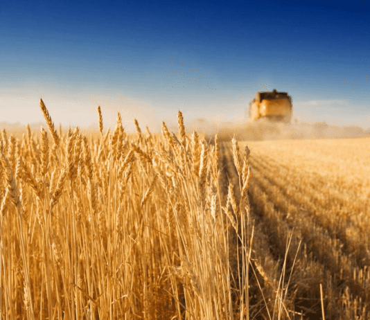 Сельское хозяйство: негативное влияние на экологию региона и пути преодоления проблемы