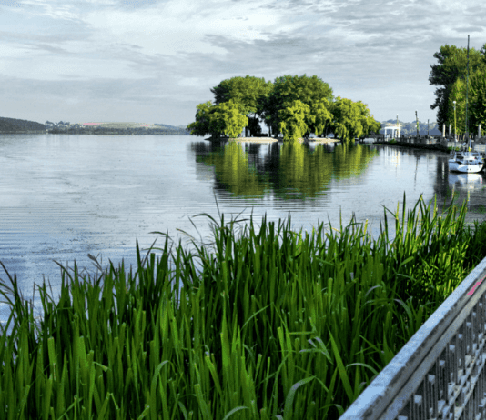 Озеленение Тернополя: проблемы и пути его решения