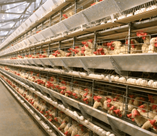 История “Тернопольской птицефабрики” — одного из крупнейших предприятий в области птицеводства в области