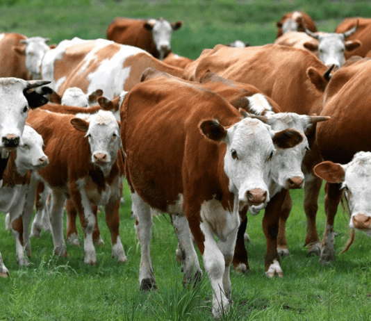 Реализация проекта “Семейные молочные фермы” в Тернопольской области