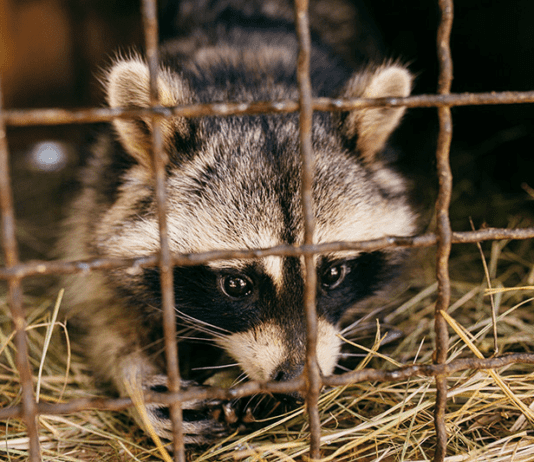 Частный зоопарк “Крайняя хата”: его особенность и проблемы функционирования подобных зооуголков