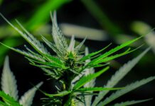 Полезные свойства марихуаны и ее виды