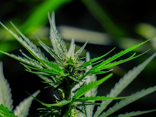 Полезные свойства марихуаны и ее виды