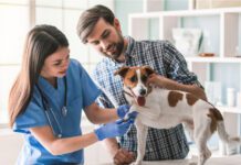 Очні краплі, лікування піроплазмозу, заспокійливі для собак: Повний гід