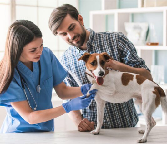 Глазные капли, лечение пироплазмоза, успокаивающие для собак: Полный гид