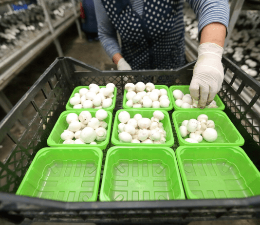 Лучшие экофермы в Тернопольской области