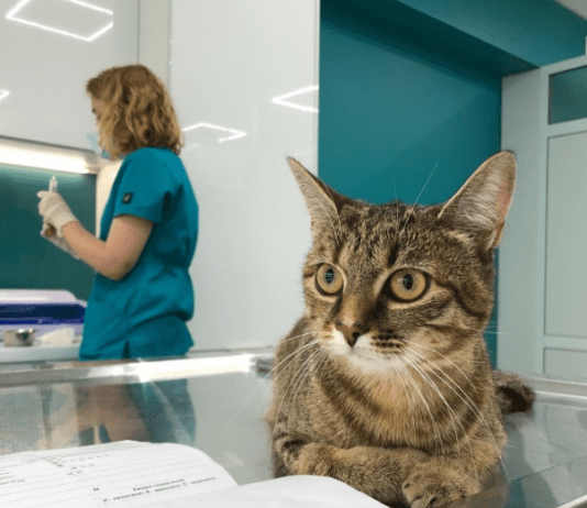 Кращі ветеринарні клініки Тернополя