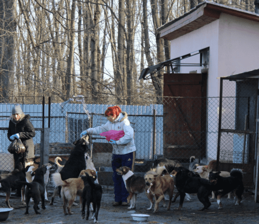 Топ зоозащитных организаций в Тернопольской области