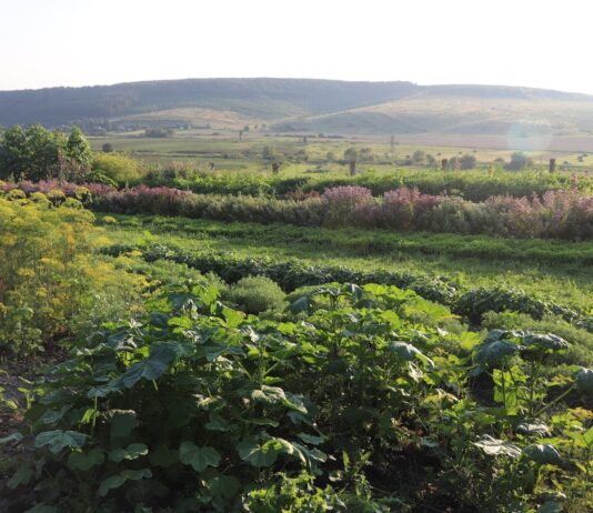 «Живая Земля Потуторы» — органическая ферма в Бережанском районе